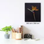 Strelitzia by Julie Tugwell Art, Oil on Board, 250 mm x 300 mm