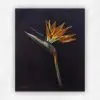 Oil painting of a single orange and blue strelitzia flower against a dark near-black background by Julie Tugwell.
